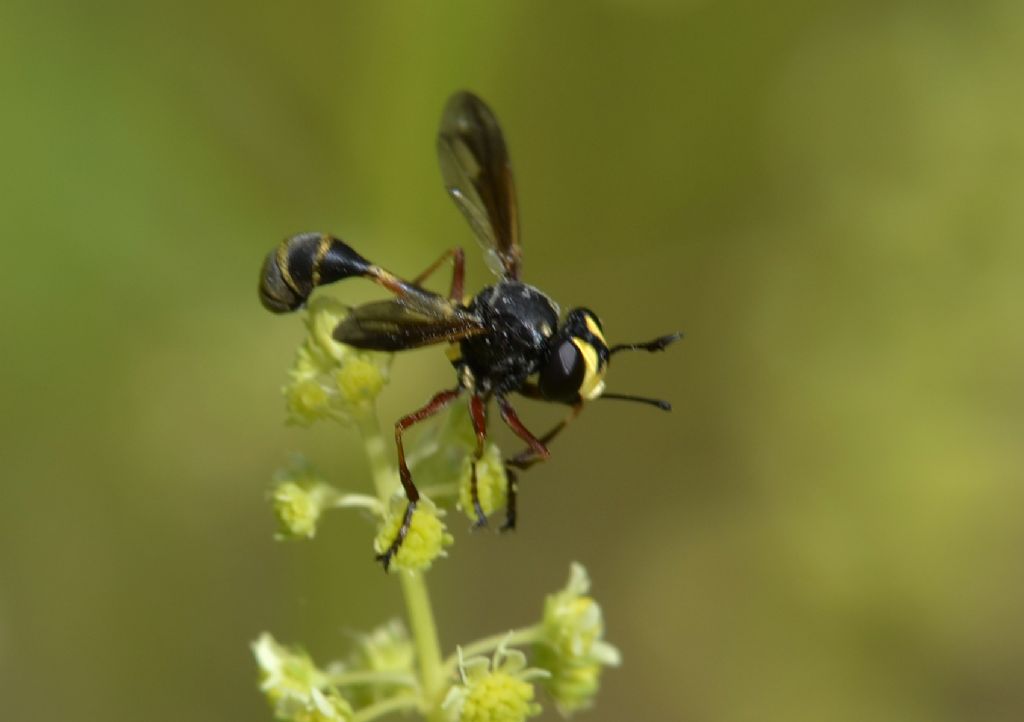 Imenottero id.- No, dittero (Conopidae?)